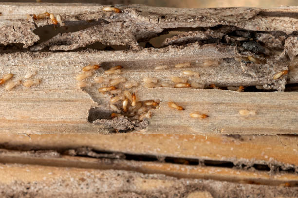 Best Commercial Pest Control Services  in Seacliff, CA