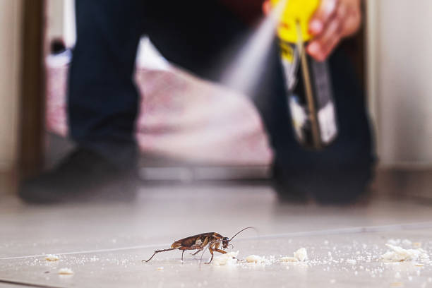 Best Exterminator Services  in Seacliff, CA